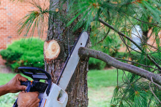 Reliable Elgin, SC Tree Services Solutions